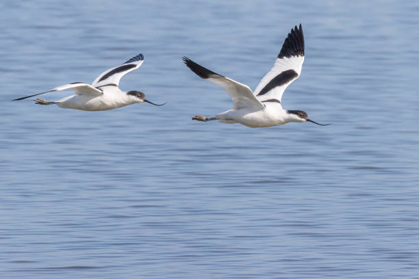 pair of avocets a pair of avocets in flight over the lake. avocet stock pictures, royalty-free photos & images