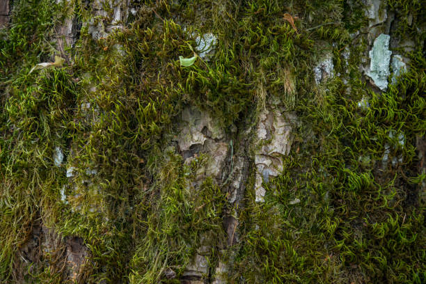 Embossed texture of the brown bark of a tree with green moss and lichen on it. Expanded circular panorama of the bark of an oak.