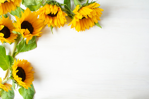 Freshly cut  sunflowers, on a white wooden table. With space for copy.