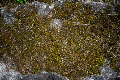 Background of stone wall texture photo