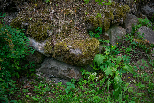 Boulders in green grass overgrown with green moss. Clean environment in nature.
