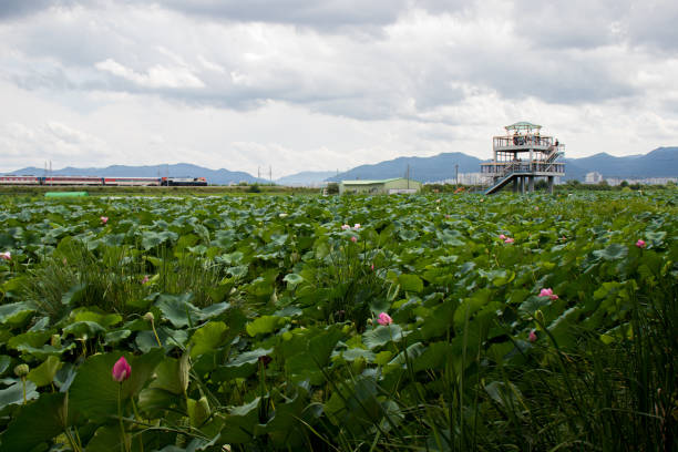 parco giardino di loto. - pond blossom industry agriculture foto e immagini stock