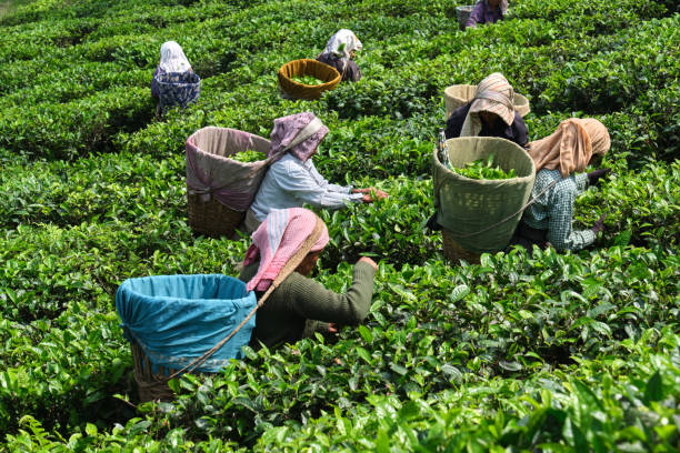 Harvesting DARJEELING, INDIA, - June 23,2022 Harvesting, Rural women workers plucking tender tea shoots in gardens of Darjeeling, one of the best quality tea in the world, India assam india stock pictures, royalty-free photos & images