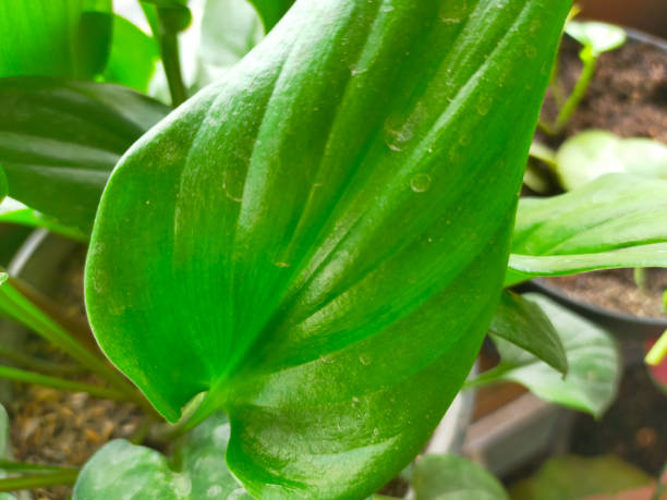 istock ornamental plant leaf color thrives 1408448297