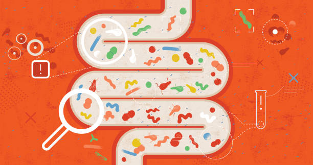 Intestinal And Bad Bacteria Gut microbiome concept. Human intestine microbiota with so called bad bacteria. Flat abstract illustration with hand drawn textures. micro organism illustrations stock illustrations