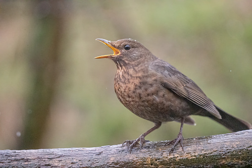 a female blackbird on a tree.