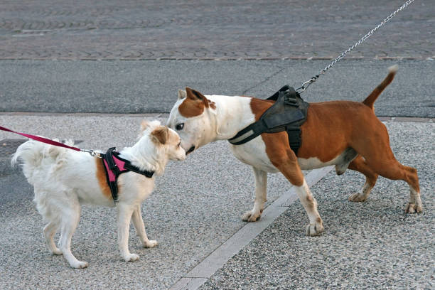 A male dog and a female on a leash make friends.