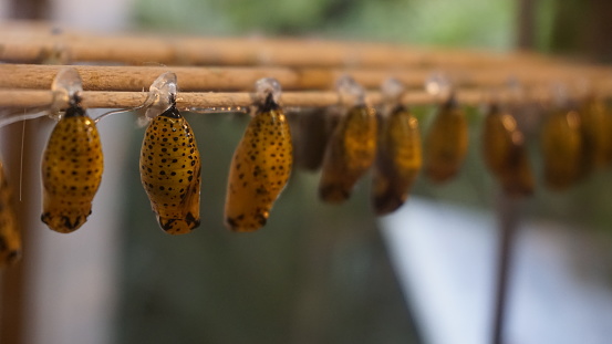 Yellow cocoons with black spots wait to hatch and give birth to butterflies. Wonders of nature and invertebrate life.