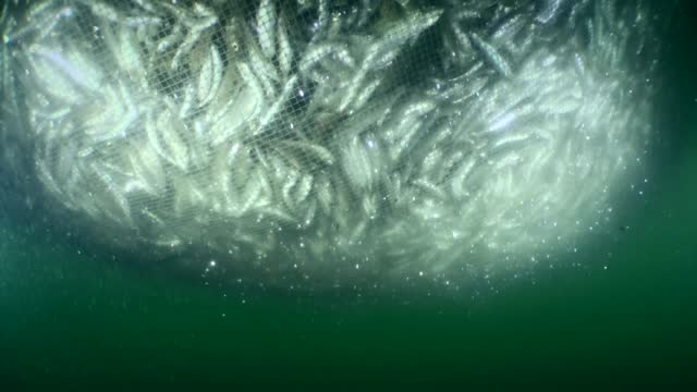 Fish inside a commercial fishing net.