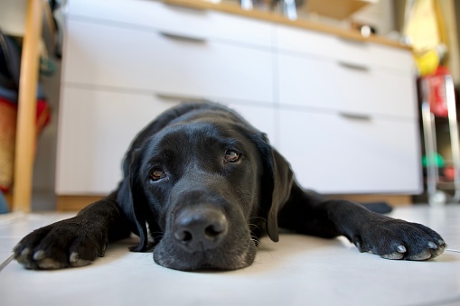 Black Labrador dog that is overwhelmed by the heat. This dog is lying on white tiles looking at camera with nostalgia and tireness in a kitchen. Concept of nostalgia and wave to the soul.