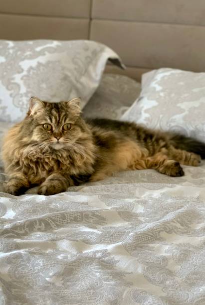 istock British Long-Hair Cat 1408456825