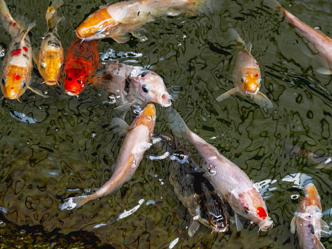 Amur carp or Cyprinus rubrofuscus, usually called Koi or nishikigoi. Colorful decorative fishes in water.