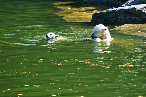 Polar bear mother playing with polar bear cub in water. White fur of the large predator. Mammal animal photo