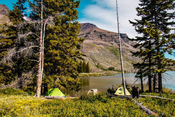 430+ Glacier National Park Camping Stock Photos, Pictures & Royalty-Free Images - iStock