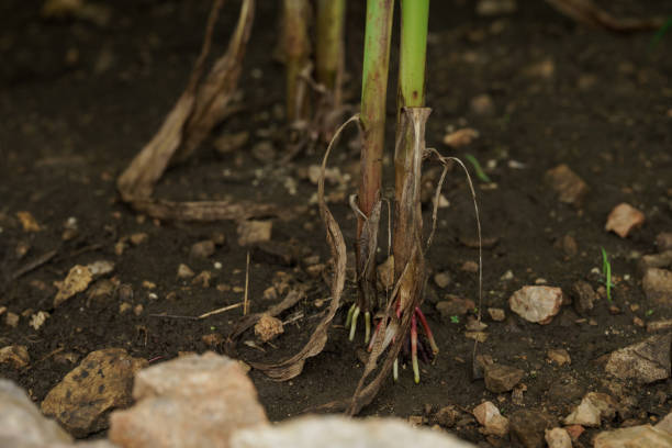 istock Corn in the rainy season with little sunlight, affects the growth of corn. 1408458021