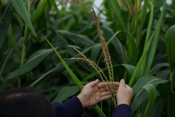 istock Corn in the rainy season with little sunlight, affects the growth of corn. 1408458077