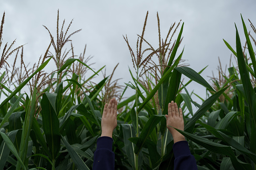 Corn in the rainy season with little sunlight, affects the growth of corn.