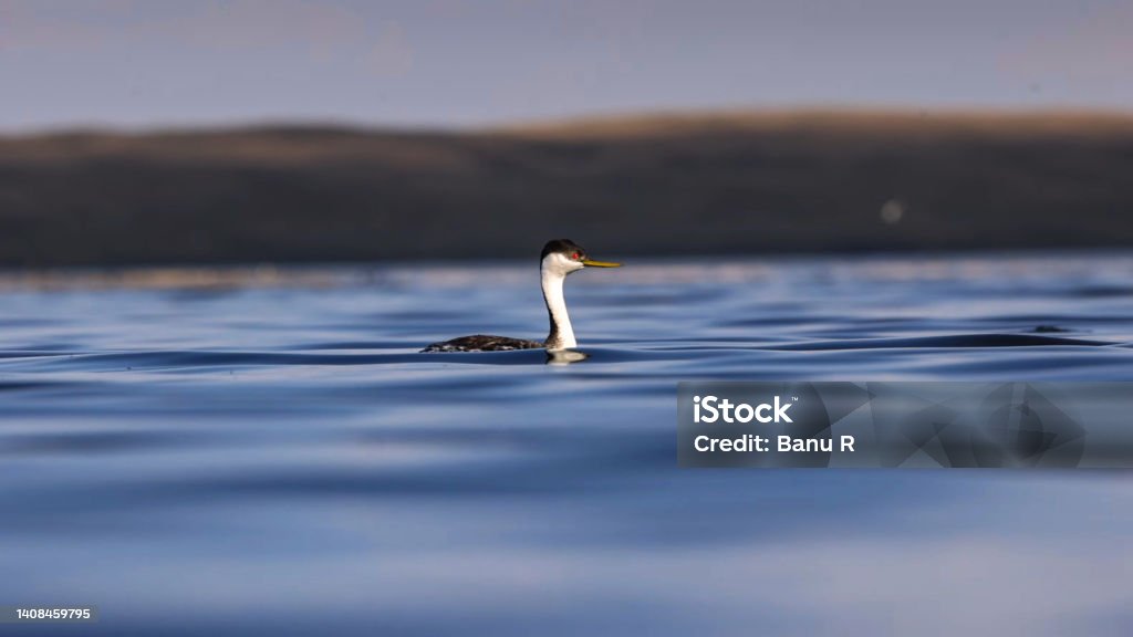 western grebe (Aechmophorus occidentalis) Animal Stock Photo western grebe (Aechmophorus occidentalis) Animal Stock Photo