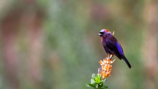 zigolo vario (passerina versicolor) - osservare gli uccelli foto e immagini stock