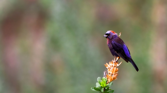 varied bunting (Passerina versicolor)