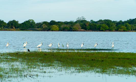 Herons and other birds in wetlands. Kumana National Park. Sri Lanka.