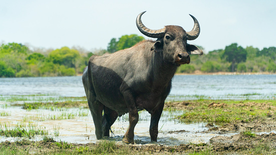Buffalo in the national park of Sri Lanka.