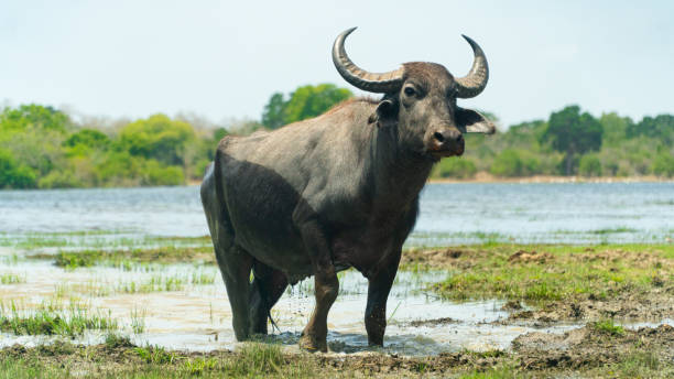 Buffalo in the National Park. Sri Lanka. stock photo