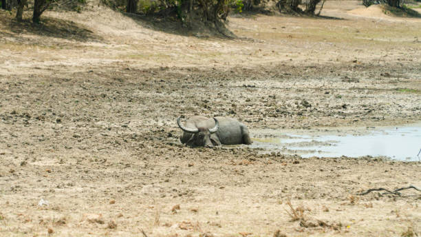 istock Buffalo in the National Park. Sri Lanka. 1408461692