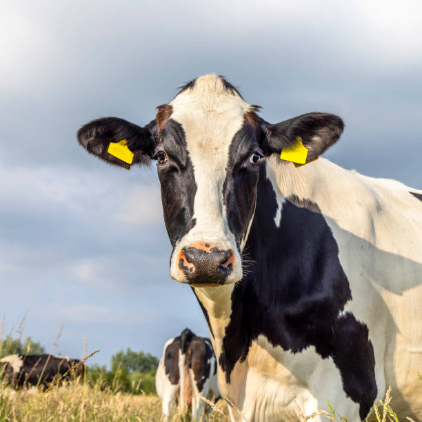 istock Cow looking cheerful, black and white, medium shot square portrait and  blue sky 1408461831