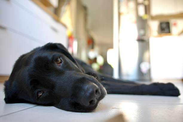 istock Black labrador retriever lying on the floor 1408461845