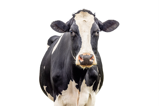 One cow isolated on white, black and white front view looking, pink nose medium shot