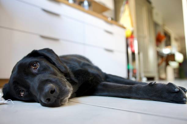 labrador retriever nero sdraiato sul pavimento - sdraiato su un fianco foto e immagini stock