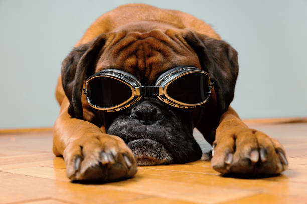 Boxer dog wearing retro googles.