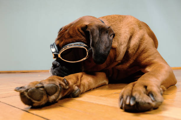 Boxer dog wearing retro googles.
