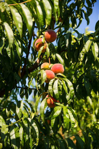 istock Ripe peaches fruits on a branch in orchard 1408462064