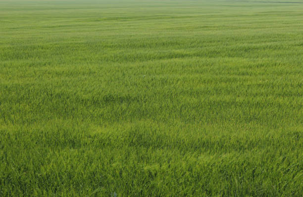 istock Young green crops on the field 1408462114
