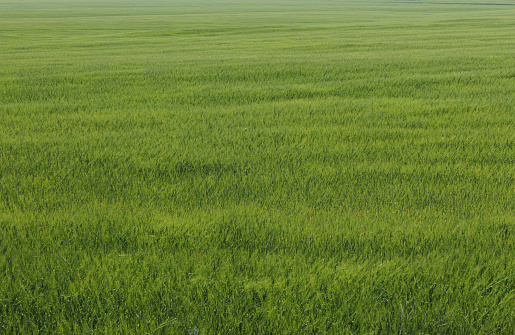 Young green crops of cereals in a farmer's field as a background
