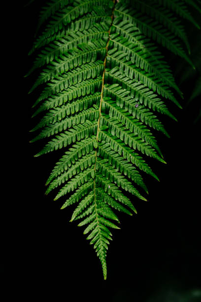 istock Bright green fern leaves. Abstract Nature Background 1408462253