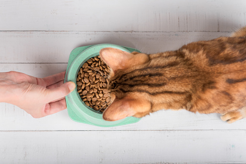 A hand with a bowl of food holds out food to a cat. Feeding a domestic cat