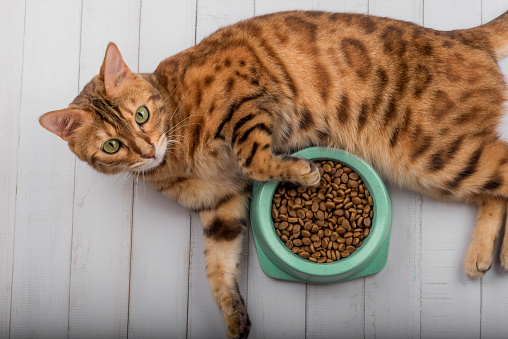 Bengal cat on the floor next to cat food. View from above.