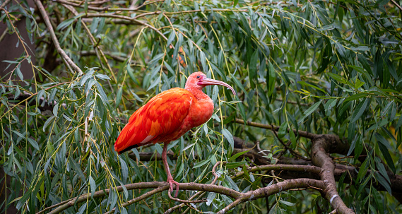 Eudocimus ruber on tree branch. Four bright red birds Scarlet Ibis.