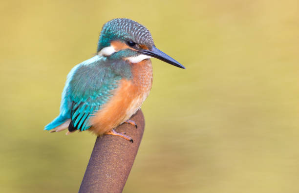 istock Kingfisher, Alcedo. Kingfisher sitting on a cattail. The bird is looking for a fish 1408463652