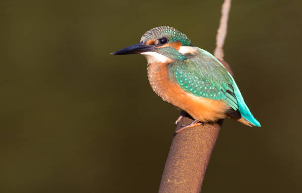 istock Kingfisher, Alcedo. Kingfisher sitting on a cattail on a dark background 1408463653