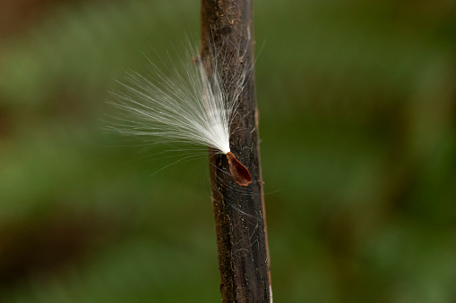 A close-up image of a tree seed on a branch