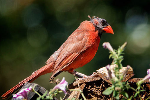 Molting Northern cardinal  on the roof of a bird house
