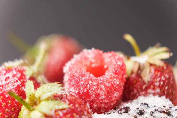 istock Raspberries, strawberries and blackberries sprinkled with sugar, close-up. 1408464263