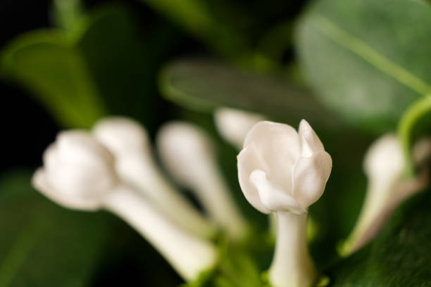 Houseplant jasmine stephanotis flower blooms on a black background