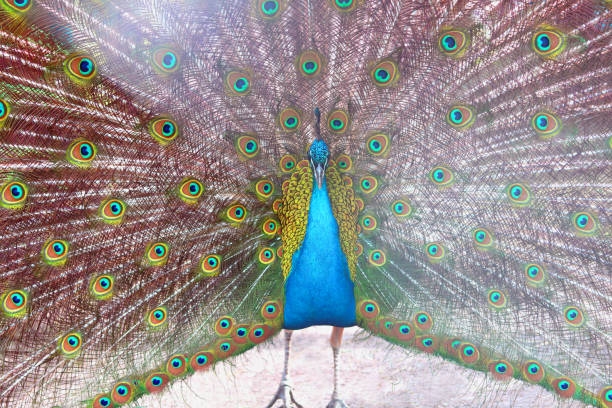istock beautiful indian peacock with peacock feathers in the peacock's tail 1408466527