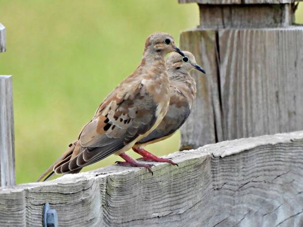 istock Mourning Doves (Zenaida macroura) - resting on a wood fence 1408466681