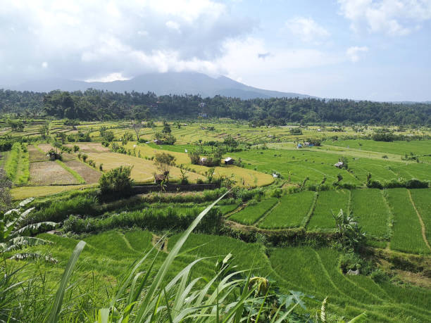 istock Kadek Wikantra rice fields in Karangasem, Bali 1408467484